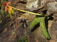Lachenalia callista