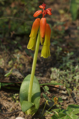 Lachenalia callista