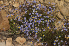 Felicia bergeriana