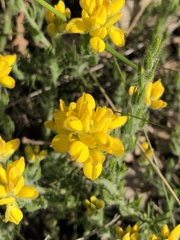 Genista hispanica hispanica