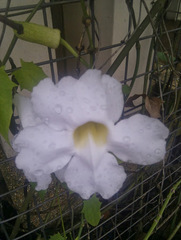 Thunbergia laurifolia