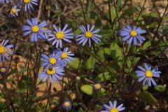 Felicia bergeriana