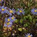 Azure Felicia - Photo (c) Felix Riegel, some rights reserved (CC BY-NC), uploaded by Felix Riegel