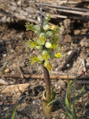 Lachenalia variegata