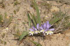 Babiana mucronata