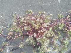 Cochlearia officinalis