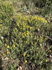 Genista hispanica hispanica