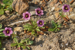 Diascia diffusa
