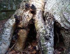 Inonotus obliquus sterilis