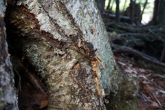 Inonotus obliquus sterilis