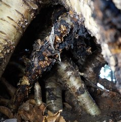 Inonotus obliquus sterilis