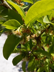 Ximenia americana