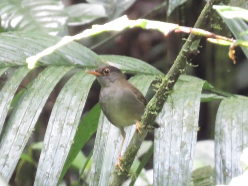 Black-headed Nightingale-Thrush (Catharus mexicanus), photo 2