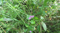 Glandularia megapotamica