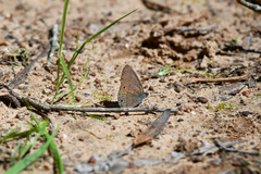 Hermeuptychia sosybius