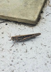 Schistocerca americana