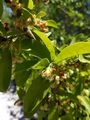 Ximenia americana