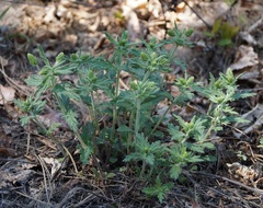 Veronica austriaca dentata