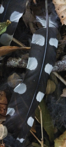 Plume de Pic épeiche