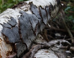 Phellinus betulinus