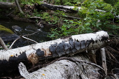 Phellinus betulinus