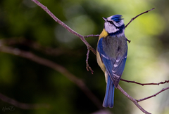Cyanistes caeruleus