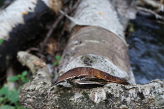 Phellinus betulinus