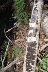 Phellinus betulinus