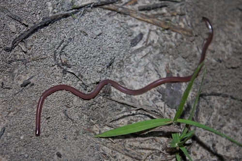 Myriopholis narirostris