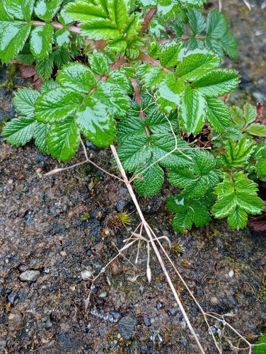 Acaena ovalifolia, photograph 1