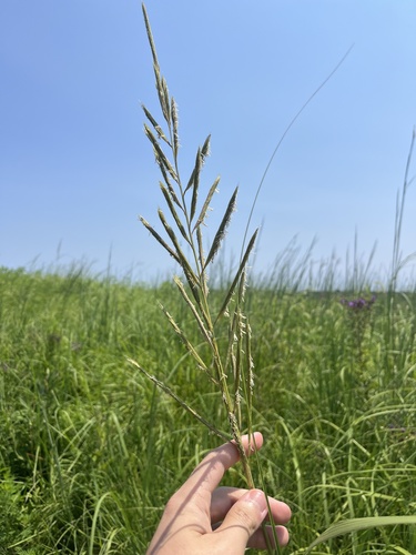 prairie cordgrass