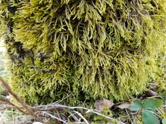 Hypnum cupressiforme cupressiforme