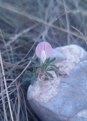 Ononis cristata