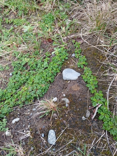 Acaena ovalifolia, photograph 2