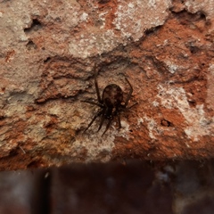 Steatoda