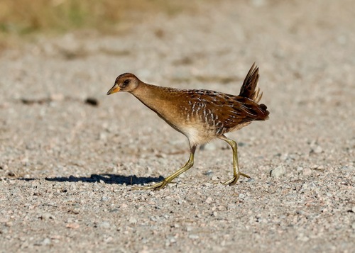 Marouette de Caroline