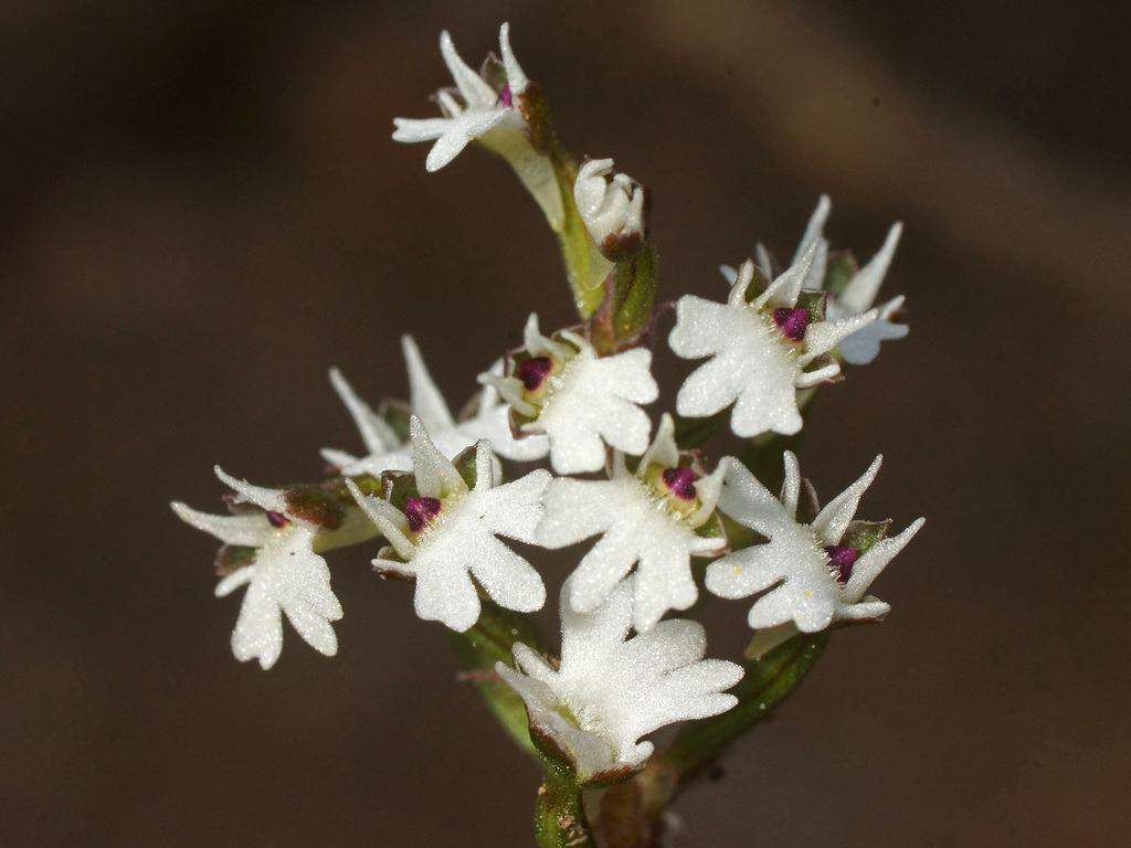 Spiderface Hair Orchid