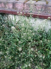 Capsella bursa-pastoris