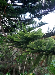 Eutacta