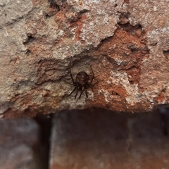 Steatoda