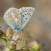 False Chalkhill Blue - Photo (c) Chris van Swaay, some rights reserved (CC BY-NC), uploaded by Chris van Swaay