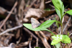 Hermeuptychia sosybius