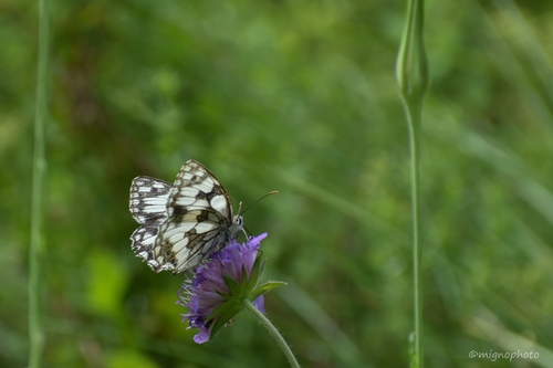 Marbled White