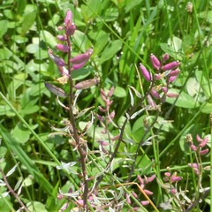 Rorippa sessiliflora