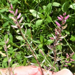 Rorippa sessiliflora