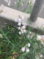 Linaria repens