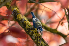 Cyanistes caeruleus