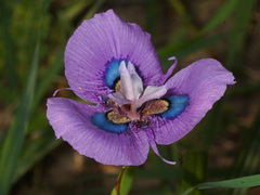 Moraea villosa