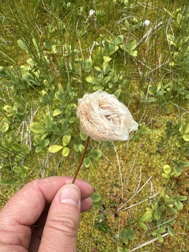 Eriophorum chamissonis, photograph 2