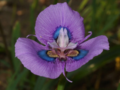 Moraea villosa
